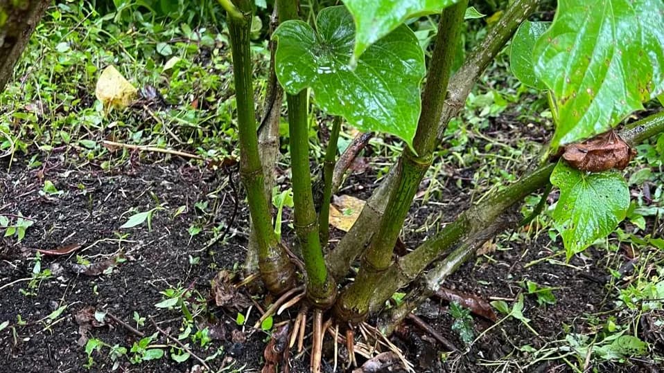 Borogu noble kava cultivar from Vanuatu — moderate potency