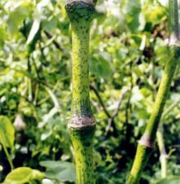 Melomelo noble kava cultivar from Vanuatu — strong potency