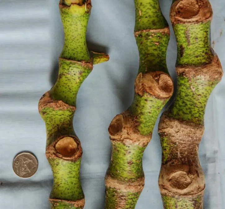 Vula Kasa Leka noble kava cultivar from Fiji — moderate potency